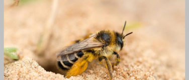 Event-Image for 'Biodiversit&auml;t im Schulmuseum Thurgau, Amriswil'