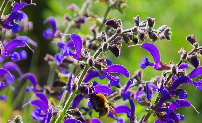 Event-Image for 'Biodiversit&auml;t im Garten und auf dem Balkon'