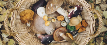 Event-Image for 'Biopilze selbst z&uuml;chten'