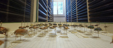 Event-Image for 'Blick in die Insektensammlung des Naturmuseums'