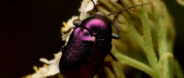 Event-Image for 'Vortrag "Bling-Bling" von Käfer & Kundig'