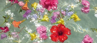 Veranstalter:in von Kakaozeremonie