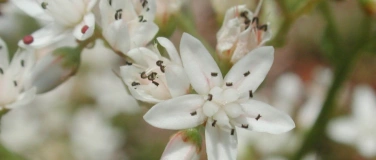 Event-Image for 'Wildpflanzen- und Kr&auml;utermarkt Bottmingen'