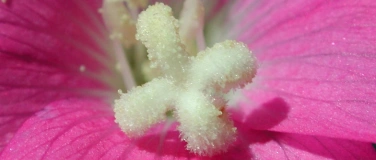 Event-Image for 'Wildpflanzen- und Kr&auml;utermarkt Breitenbach'