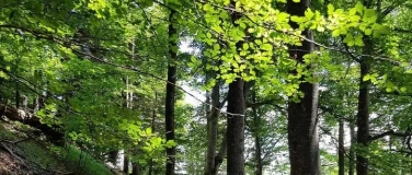 Event-Image for 'Vortragsabend «Forschung Buchenwälder»'