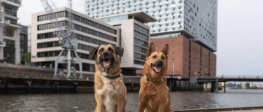 Event-Image for 'Stadtpfoten - die Hundemesse'