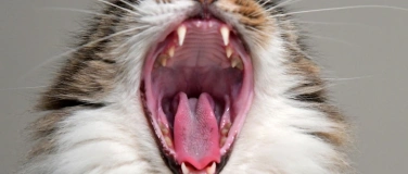 Event-Image for 'Gwunderstunde: Zähne'