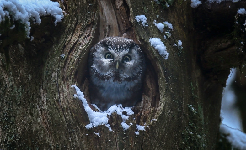 Event-Image for 'Le Chant des for&ecirc;ts'