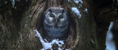 Event-Image for 'Le Chant des for&ecirc;ts'