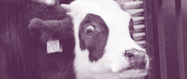 Event-Image for 'Cineclub Sg - Carte Blanche: Wunschfilm'