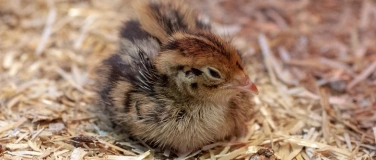 Event-Image for 'Das frühe Huhn: Führung «Allerlei rund ums Ei»'