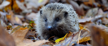 Event-Image for 'Dem Igel auf der Spur'