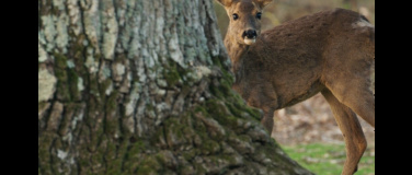 Event-Image for 'Die Zauberlaterne: Die Eiche &ndash; Mein Zuhause'