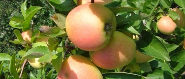 Event-Image for 'Bachser Apfel-Sonntag'