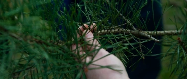 Event-Image for 'Naturführung Nadelbäume'