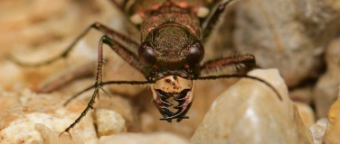 Event-Image for '&laquo;Solothurner Insektentag 2026&raquo; Insektenpirsch am Feierabend'