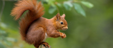 Event-Image for 'Eichhörnchen – eine Abendführung'
