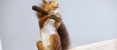 Event-Image for 'Eichh&ouml;rnchen in Winterthur - was machen sie den ganzen Tag?'
