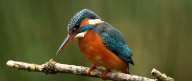 Event-Image for 'Wildvögel am Rhein'