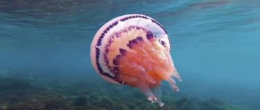 Event-Image for 'Elements of(f) Balance'