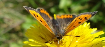 Veranstalter:in von Offene Naturg&auml;rten