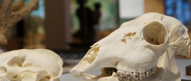 Event-Image for 'Ferienspecial im Naturmuseum'