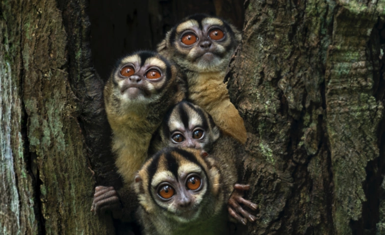 Event-Image for 'NaturVision Filmtage St.Gallen'