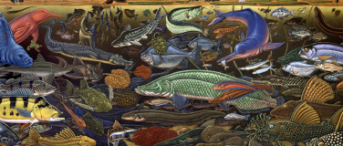 Event-Image for 'Die Evolution der Fische aus dem Amazonas'