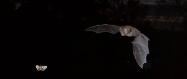 Event-Image for 'Bat Night 2025: Fledermaus-Exkursion für Erwachsene'