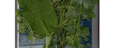 Event-Image for 'Community Dinner Tischkollektiv'