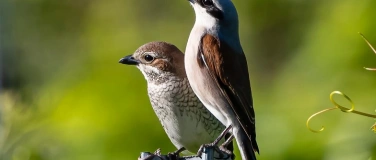Event-Image for 'Vielfältige Vogelwelt und spezielle Schluchtpflanzen'