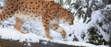 Event-Image for 'Fotokurs/ Fotoworkshop  im Tierpark Goldau'