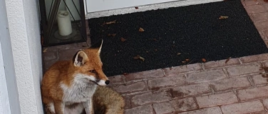 Event-Image for 'Thematische F&uuml;hrung &ndash; Wildleben in der Stadt'