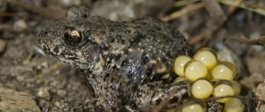 Event-Image for 'Amphibienexkursion in der Grenchner Witi'