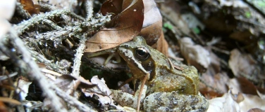 Event-Image for 'Was quakt denn da im Meggerwald'