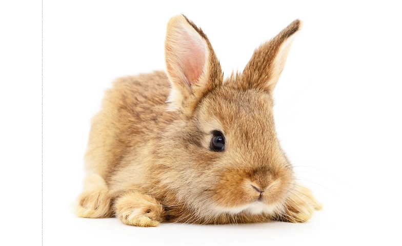 Ostereier suchen Stadtbibliothek Rheinfelden, Marktgasse 10, 4310 Rheinfelden Tickets