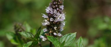 Event-Image for 'Heilende Kr&auml;uter'