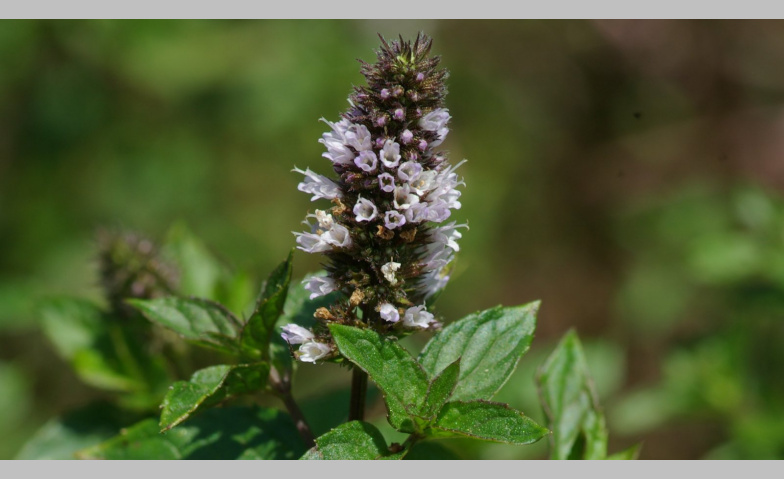 Event-Image for 'Heilende Kräuter'
