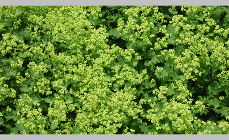 Event-Image for 'Heilende Kräuter - Frauenheilkunde & Aromatherapie'