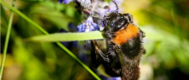 Event-Image for 'Hummel mit Heizung'