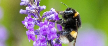 Event-Image for 'Vortrag: Alles über Bienen'