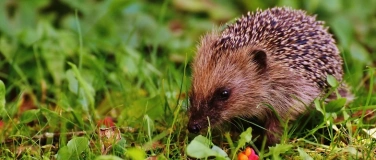 Event-Image for 'Frauenstammtisch'