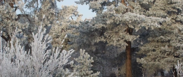 Event-Image for 'Die Kraft von Wurzeln und Rinden'