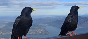 Veranstalter:in von Test