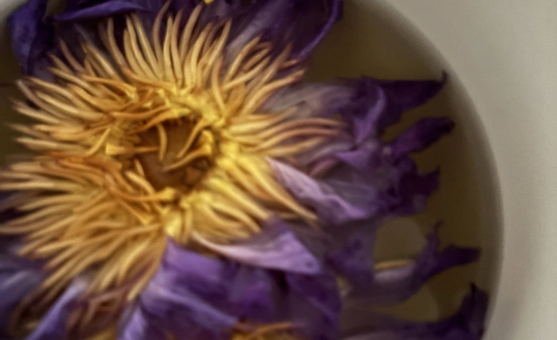 Journey Within – Yoga, Blue Lotus & Breathwork Tickets