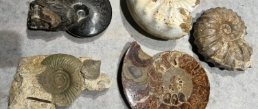 Event-Image for 'Charity-Event: Fossilienverkauf'