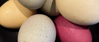 Event-Image for 'La nuit des lapin&rsquo;s &ndash; beat (and) the eggs / battre les &oelig;ufs'