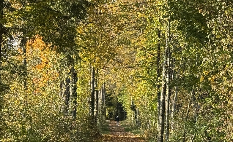 Event-Image for 'Waldbaden & Breathwork'