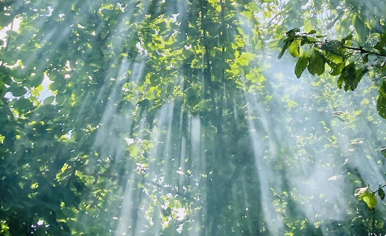 Achtsamer Silentwalk am Abend - Be touched by Nature Billets