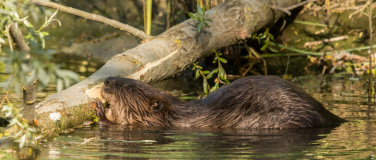 Event-Image for 'Im Reich der Biber'